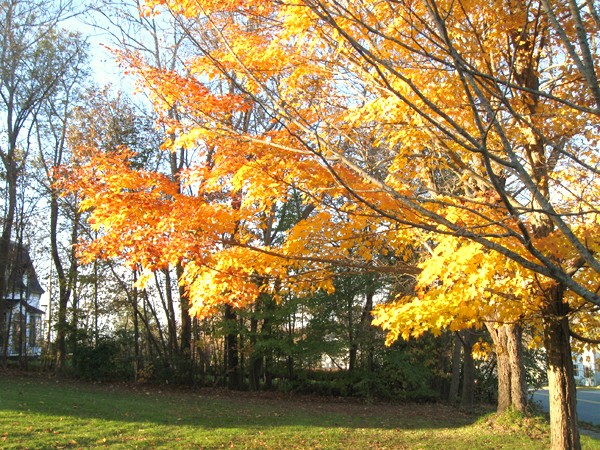 Maple Tree 
